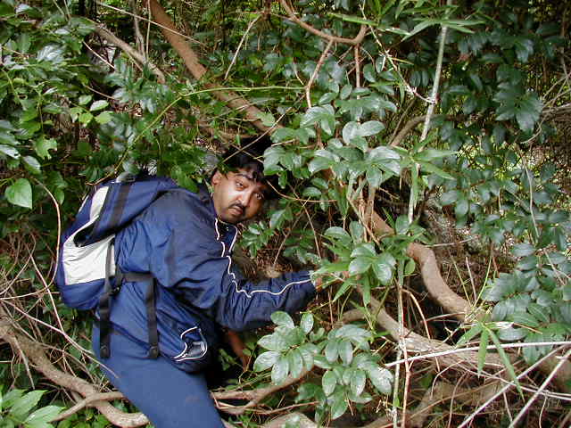 Exploring the jungle in Mudhumalai